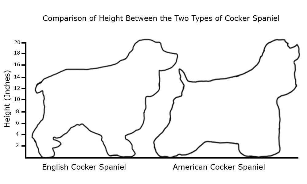 cocker spaniels size