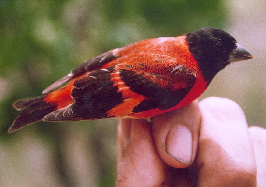 red siskin for sale