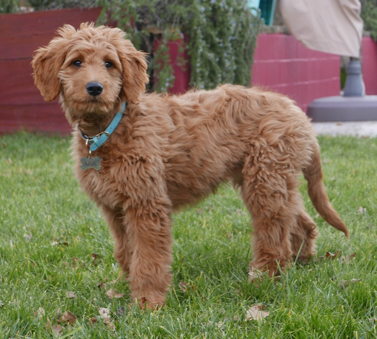 mini goldendoodle size