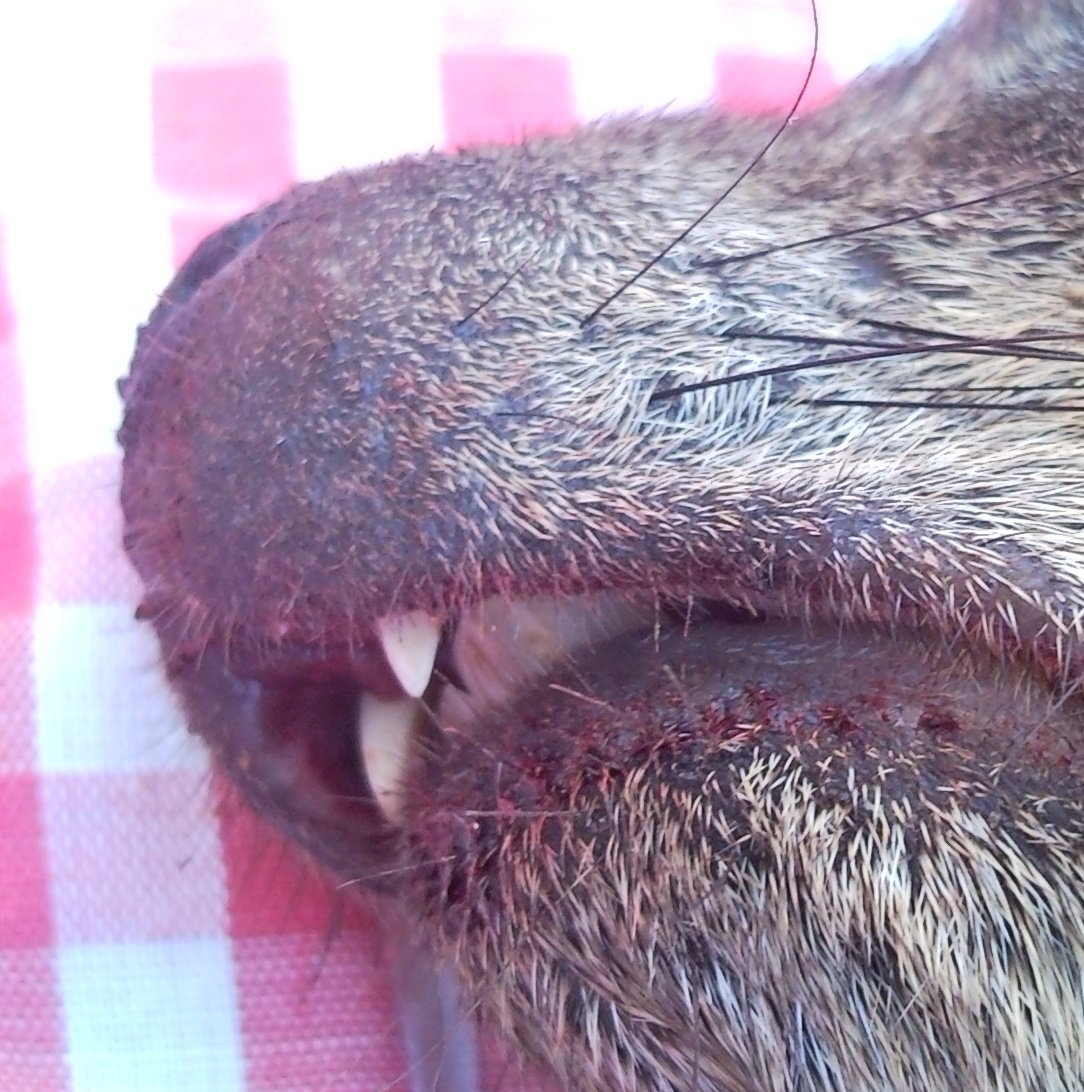 rock hyrax teeth