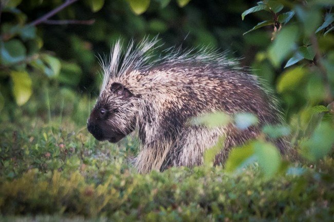 north american porcupine predators