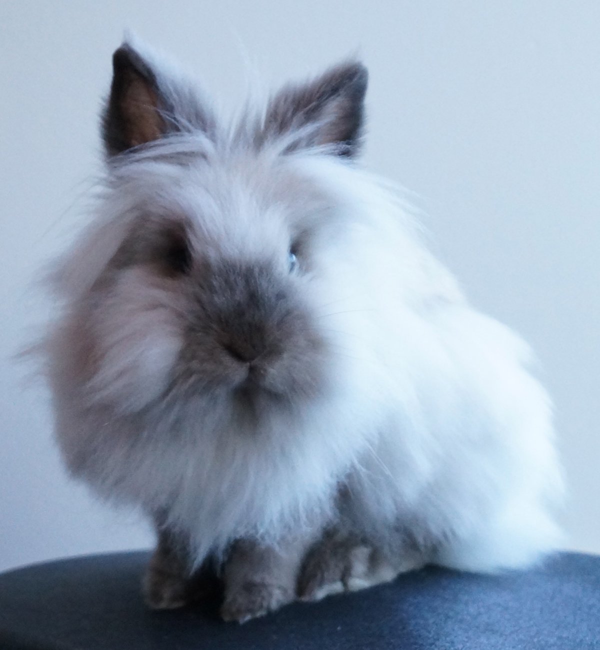 lionhead rabbits lifespan