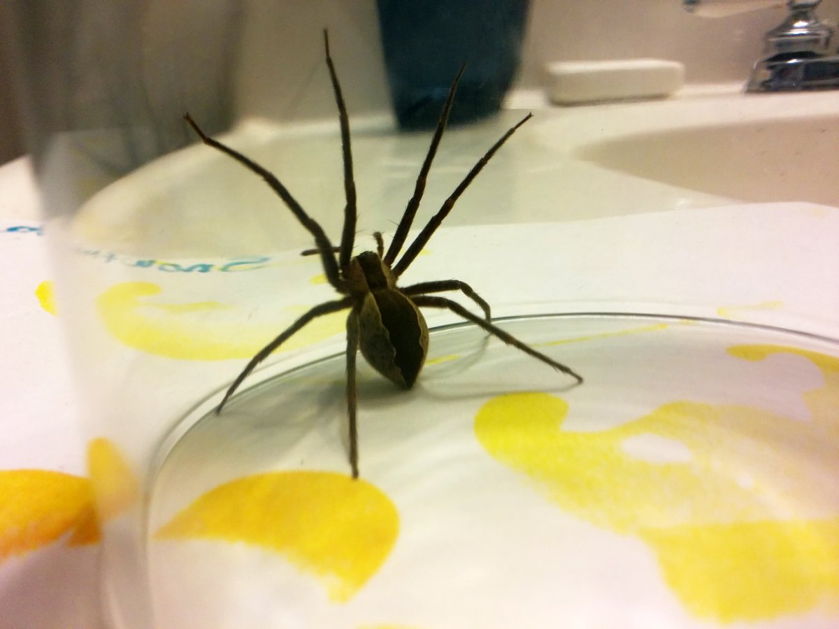 How Many Legs do Spiders Have