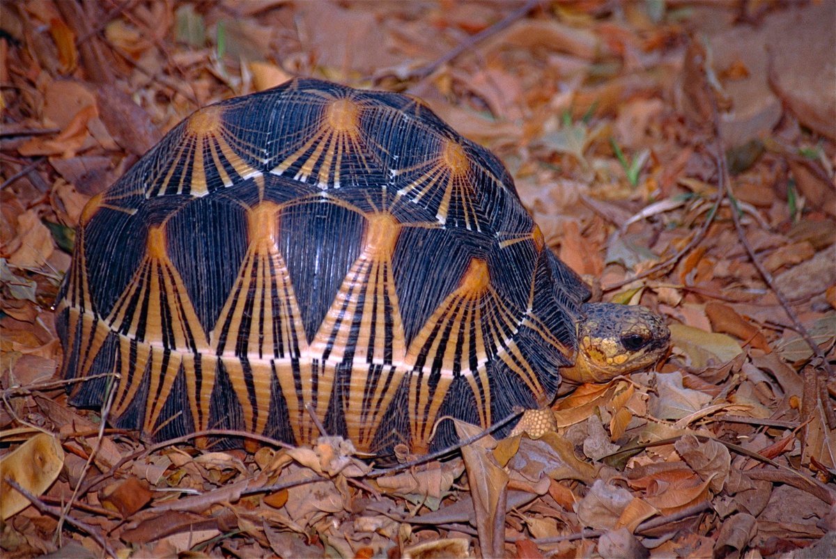 radiated tortoise endangered
