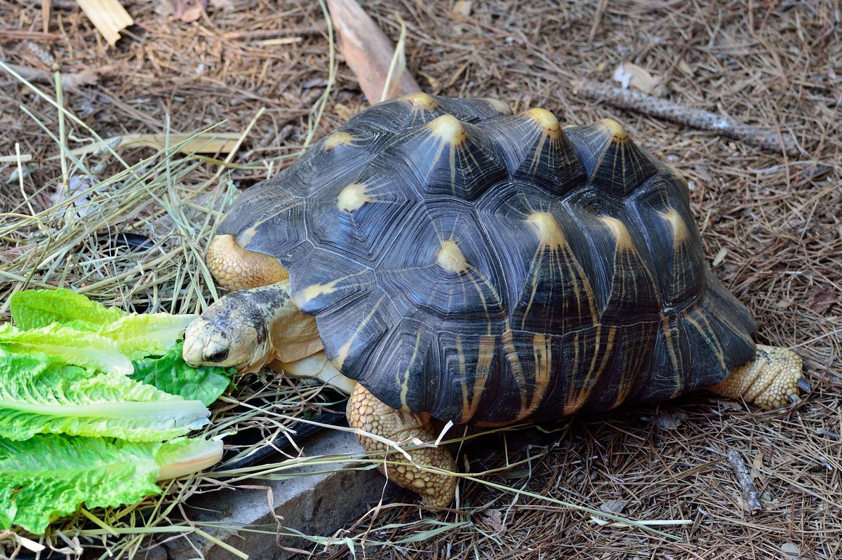 radiated tortoise facts