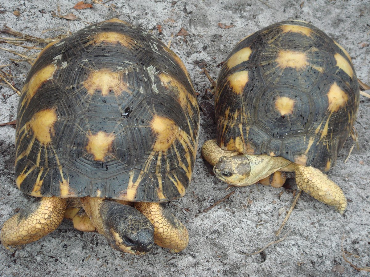 radiated tortoise population