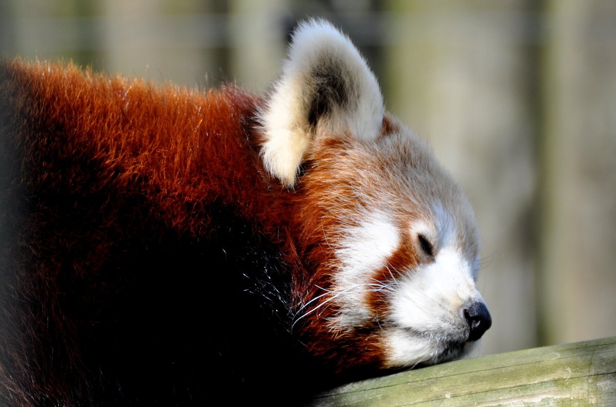 What is red pandas?