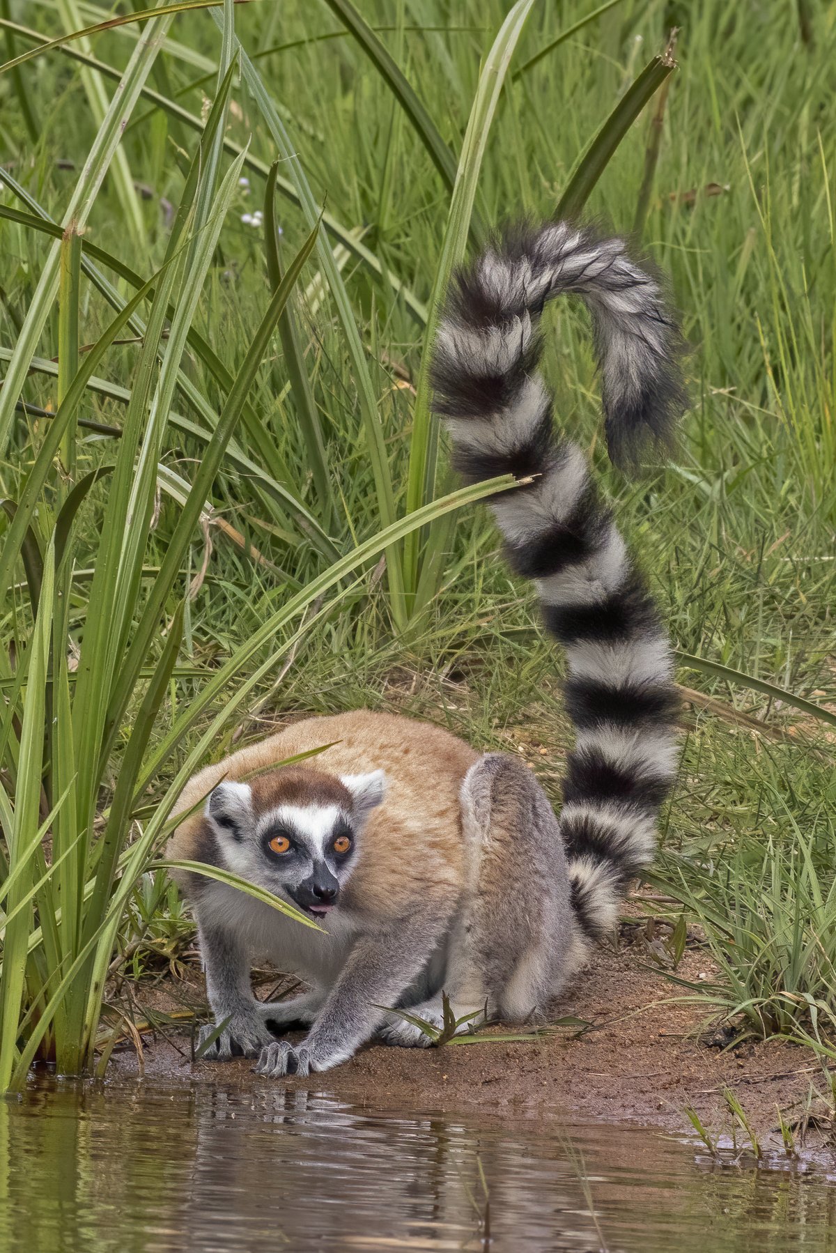 ring-tailed lemur scientific name