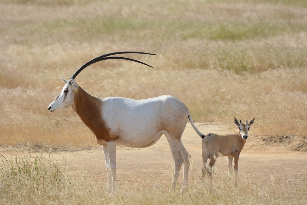 scimitar-horned oryx animal