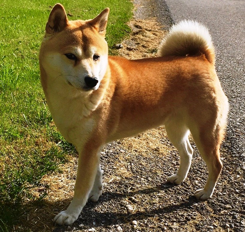 shiba inu price
