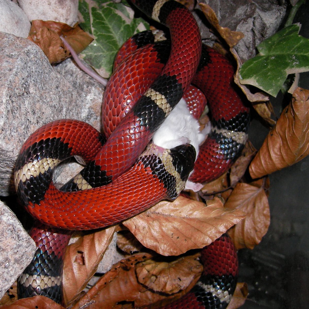 sinaloan milk snake care