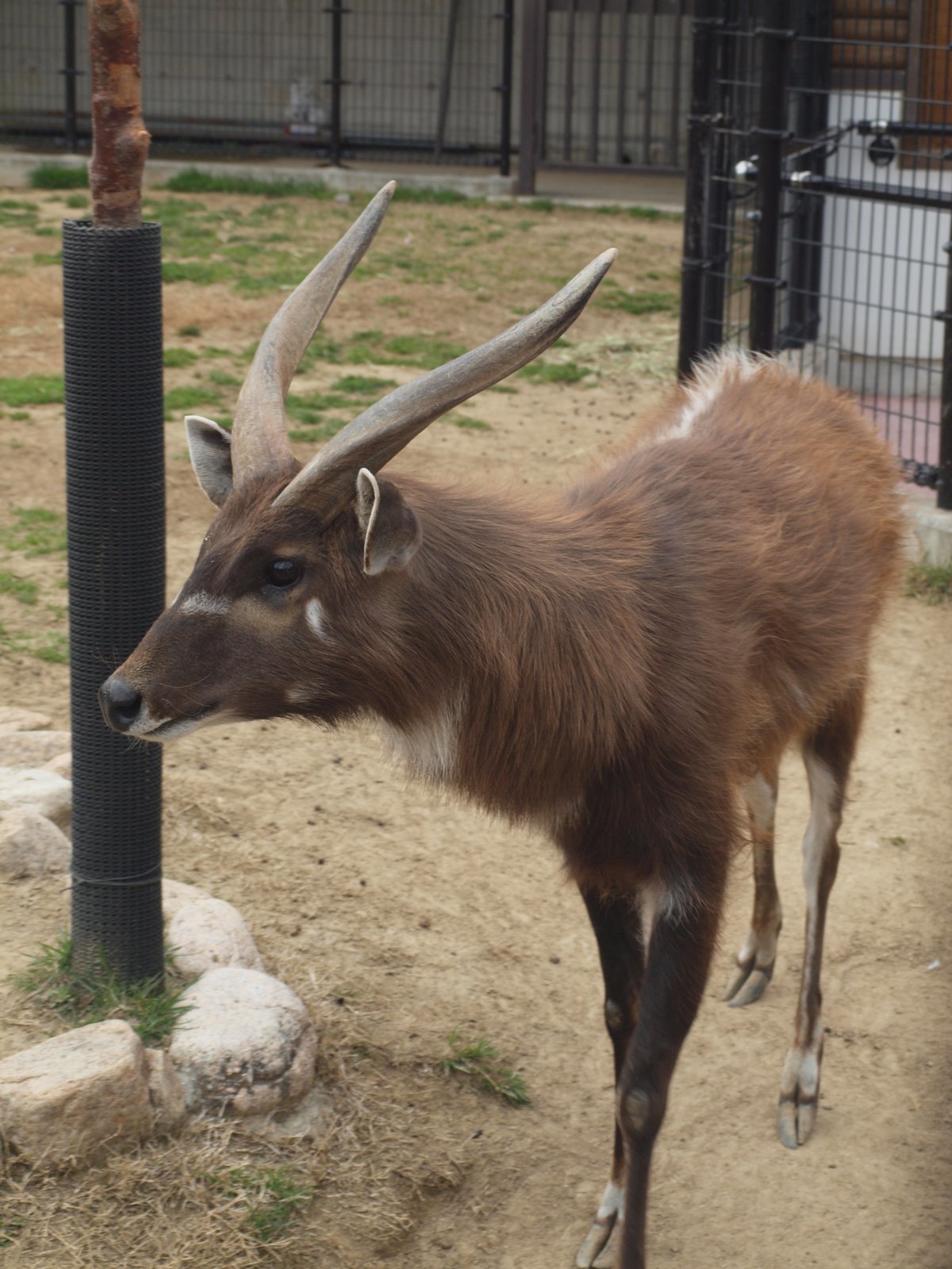 sitatunga antelope