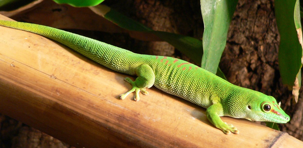 madagascar giant day gecko lifespan