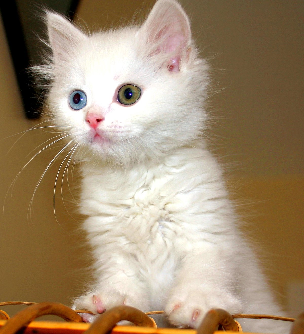 turkish angora kittens for sale