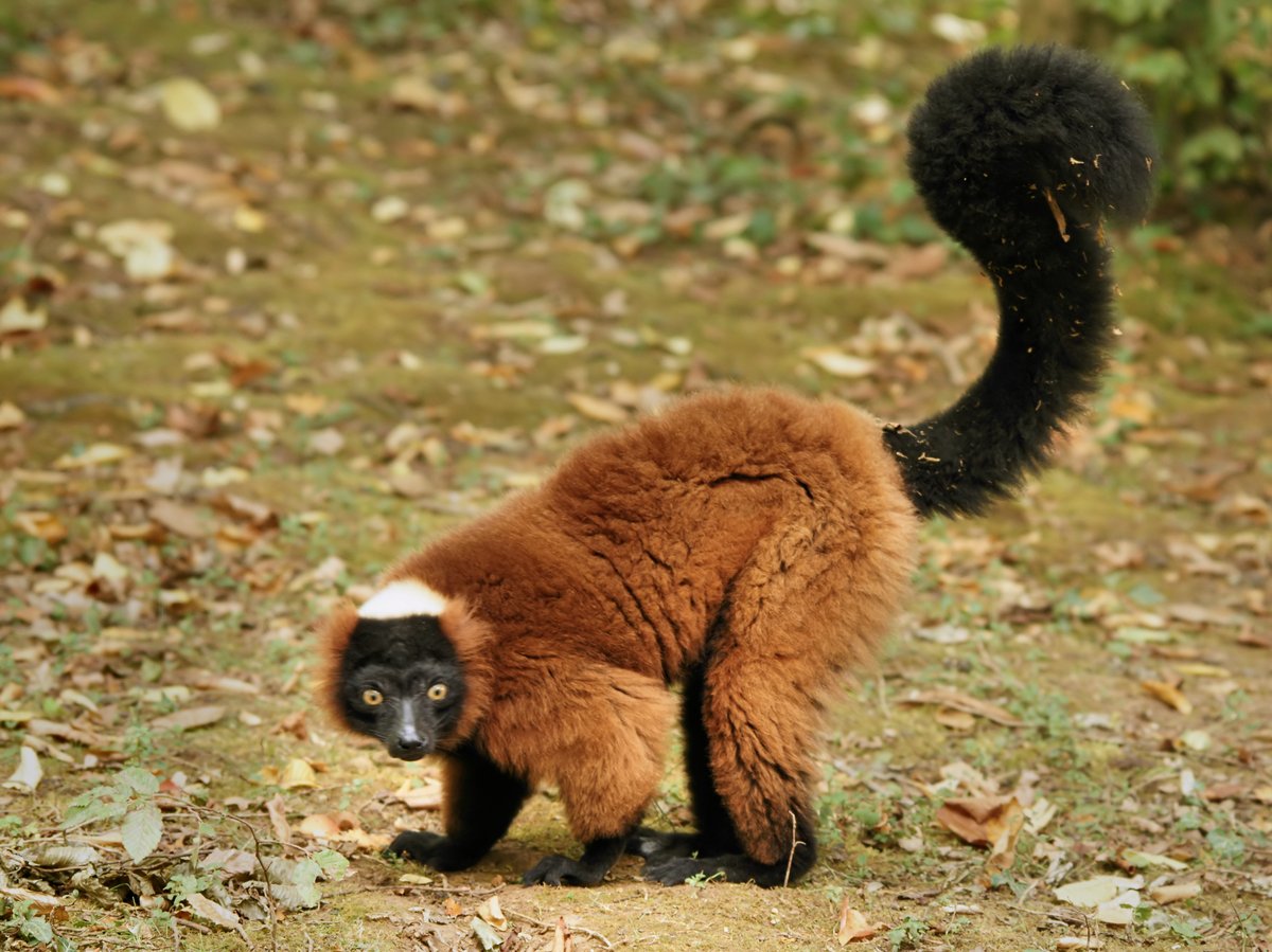 red ruffed lemur scientific name