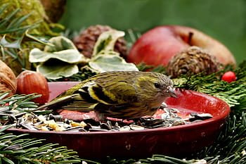 red siskin food