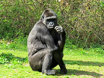 Western lowland gorilla