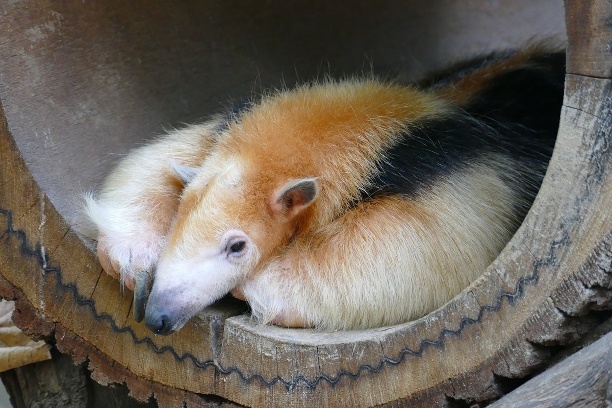 southern tamandua habitat