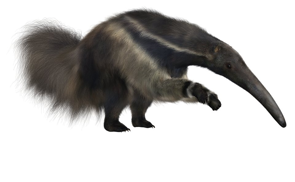 What is the difference between a tamandua and anteater?