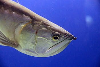 silver arowana for sale