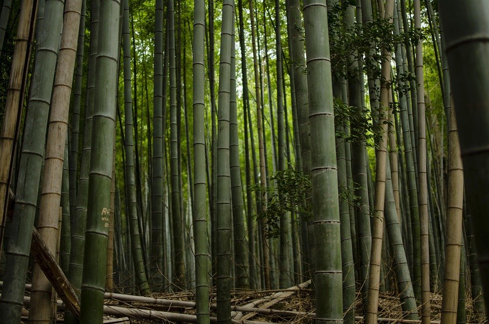 Is there a bamboo forest in USA?