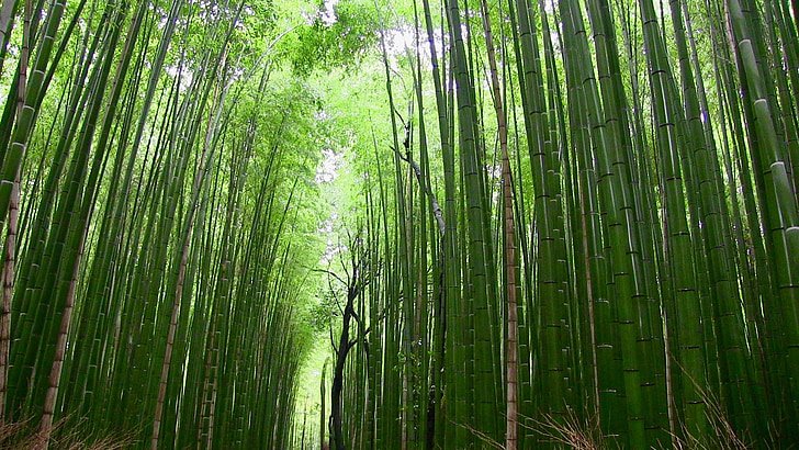 What lives in bamboo forests?