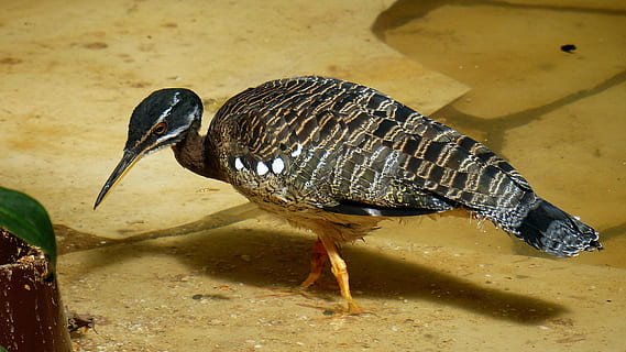 SUNBITTERN Social Structure