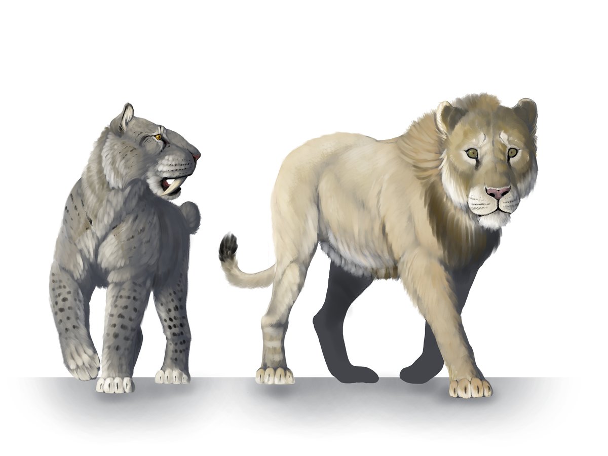 Which is taller a Savannah cat or a lion?