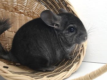 long-tailed chinchilla facts