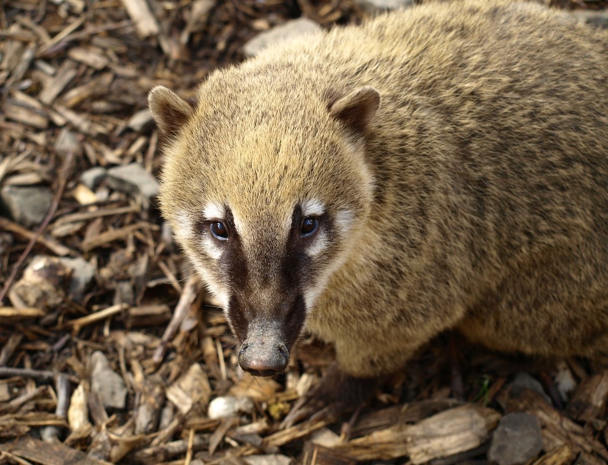 white-nosed coati facts