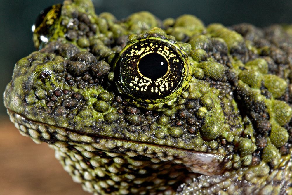 vietnamese mossy frog poisonous