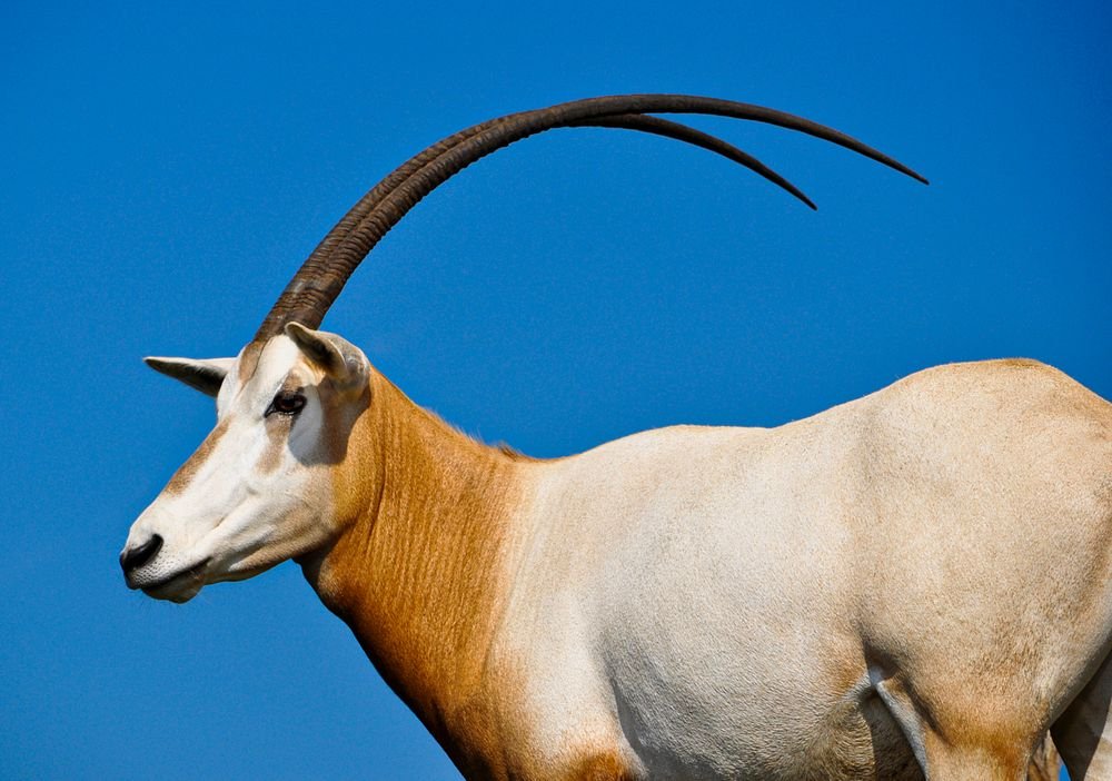 SCIMITAR-HORNED ORYX Native habitat