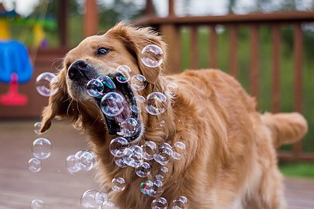 Golden Retriever mineral deficiency