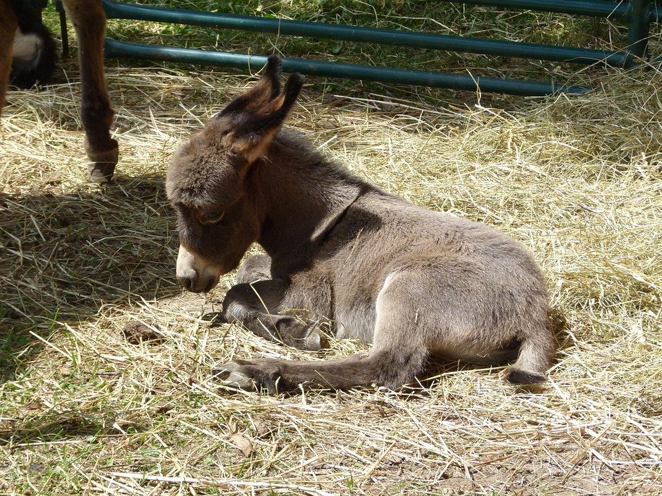 miniature donkeys for sale in texas