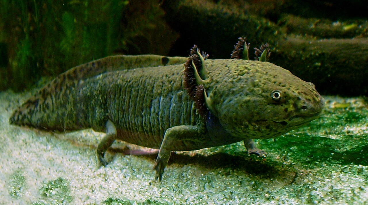 Why Axolotls Never Grow Up: Neoteny Explained