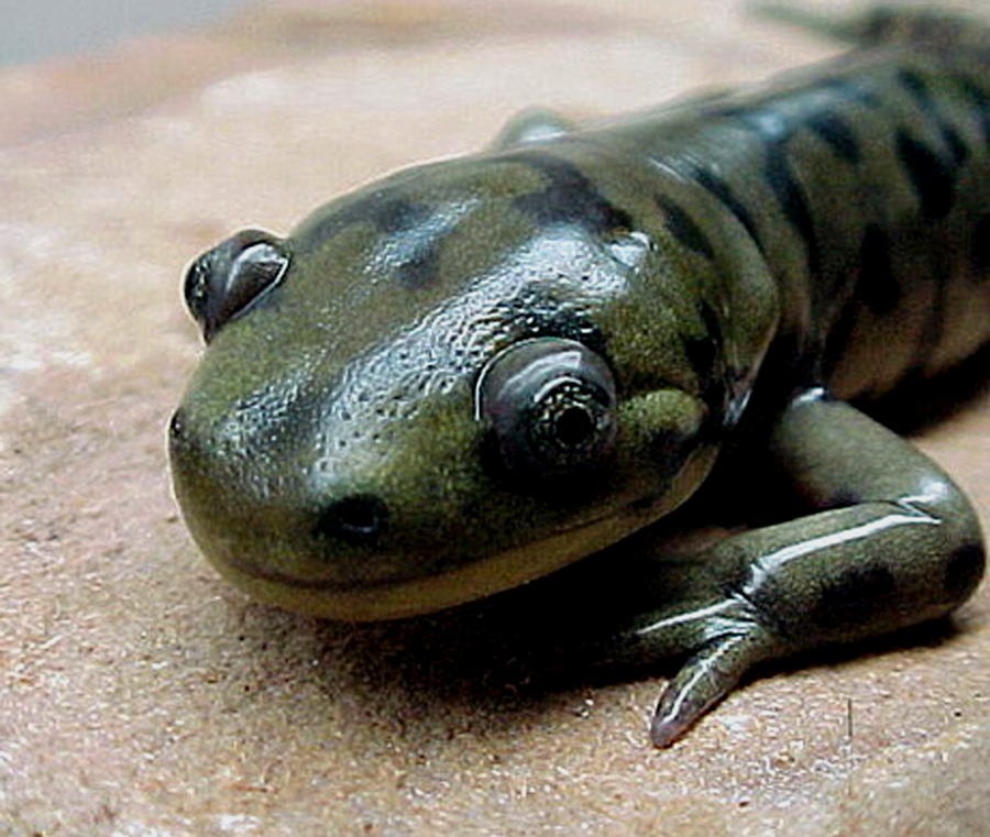Why Can Salamanders Regrow Lost Limbs So Easily?