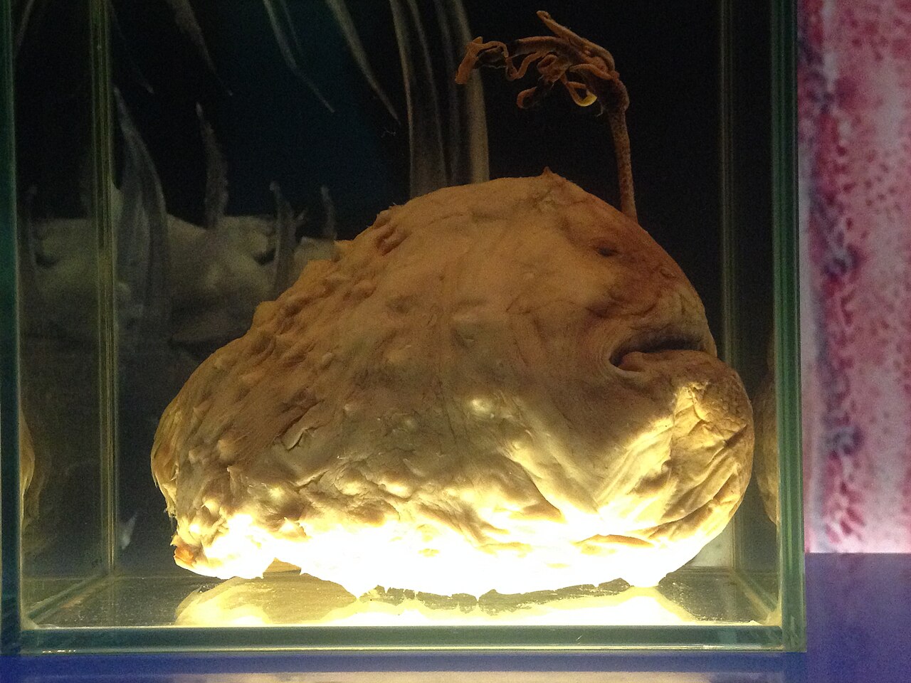 Why Do Anglerfish Have Bioluminescent Lures?