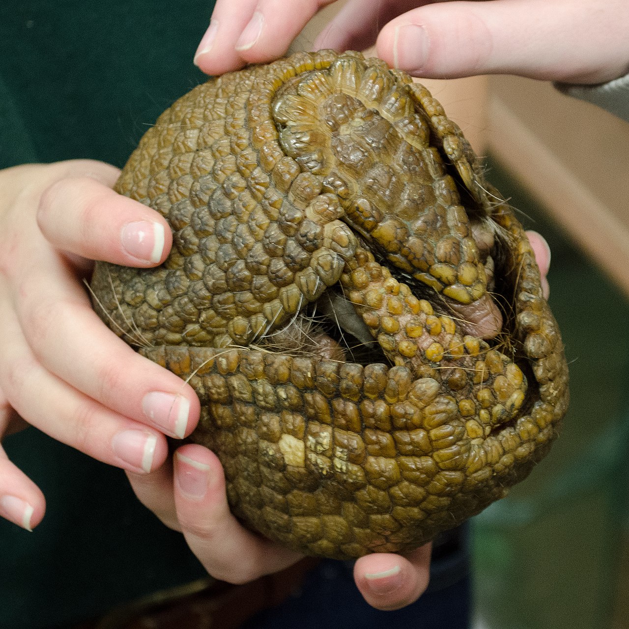 Why Do Armadillos Roll Into a Ball? The Armor Truth