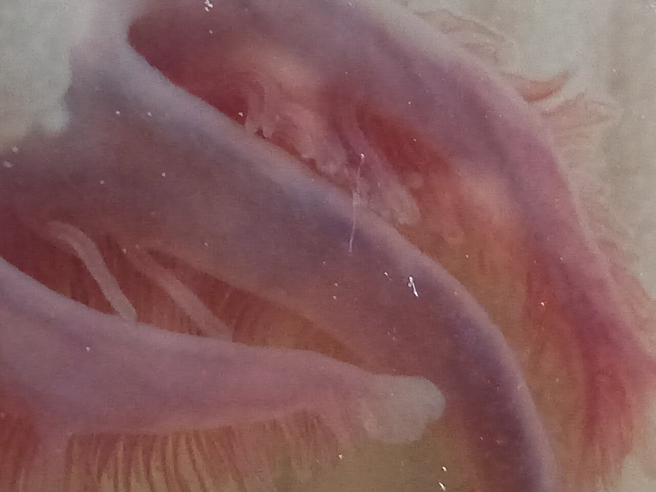 Why Do Axolotls Keep Their Feathery Gills? (They Never Grow Up)