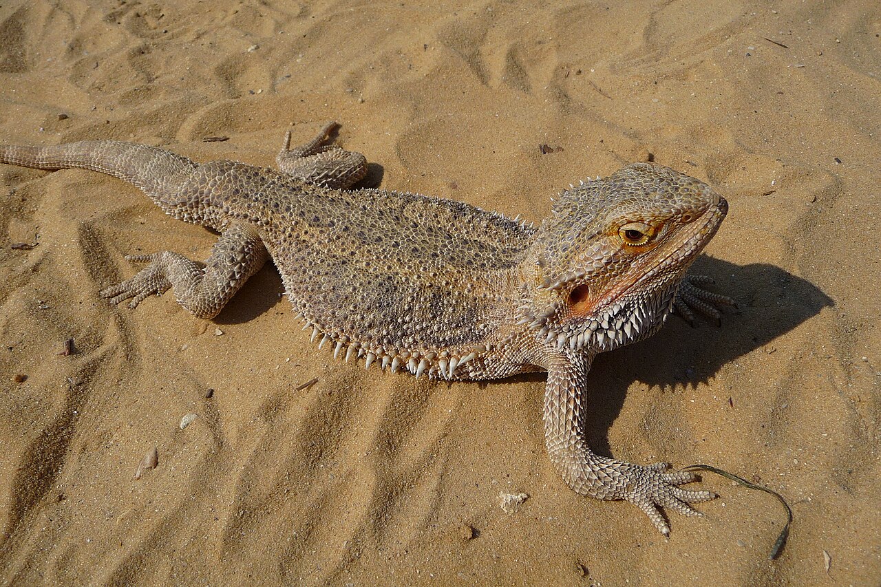 Why Do Bearded Dragons Wave Their Arms? The Truth