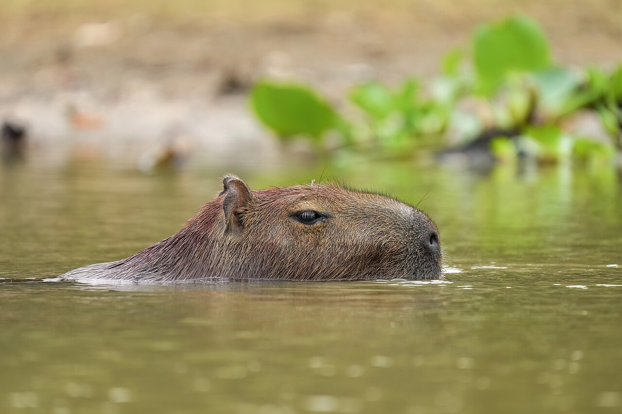 Why Do Capybaras Love Water So Much? The Chilling Truth