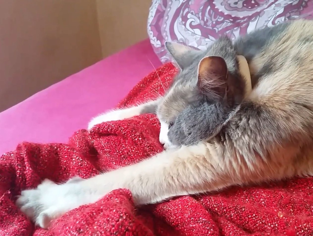 Why Do Cats Knead? The Surprising Truth