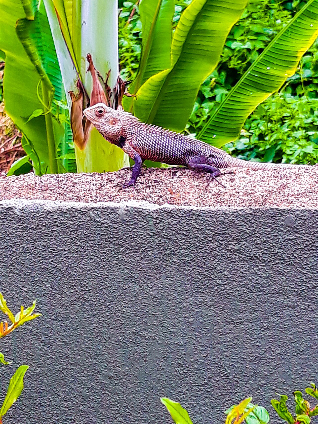 Why Do Chameleons Change Color? The Real Truth