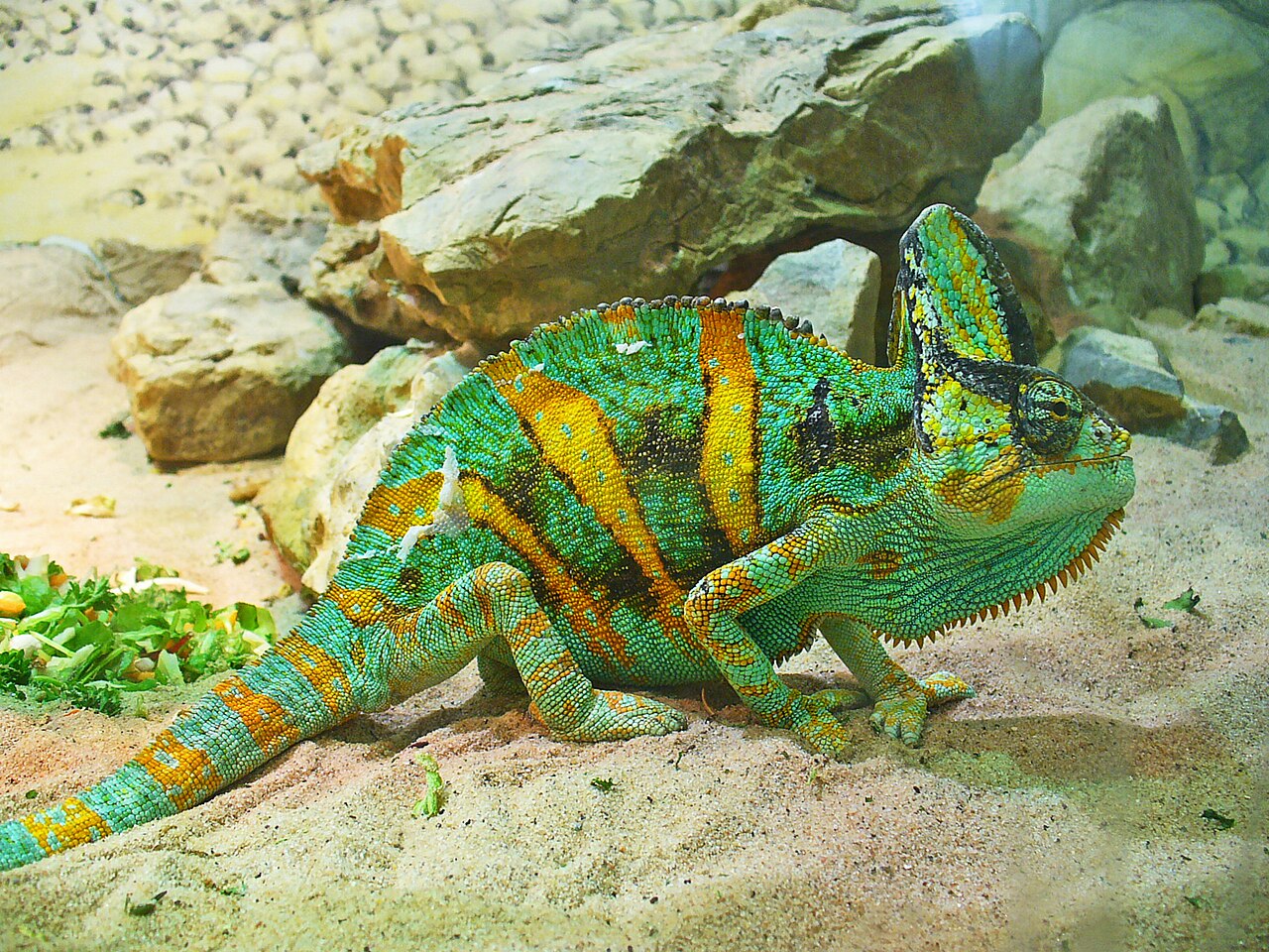Why Do Chameleons Have Crested Heads? The Bony Truth
