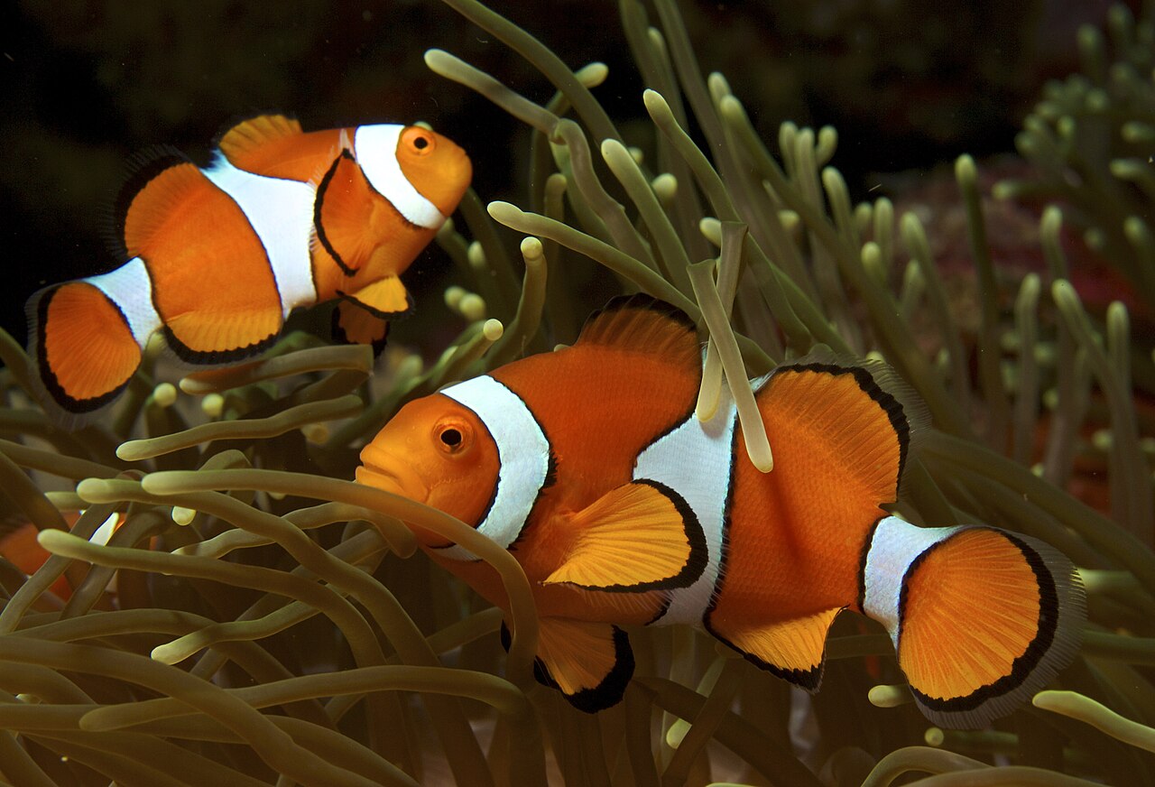 Why Do Clownfish Change Sex? The Surprising Ocean Truth