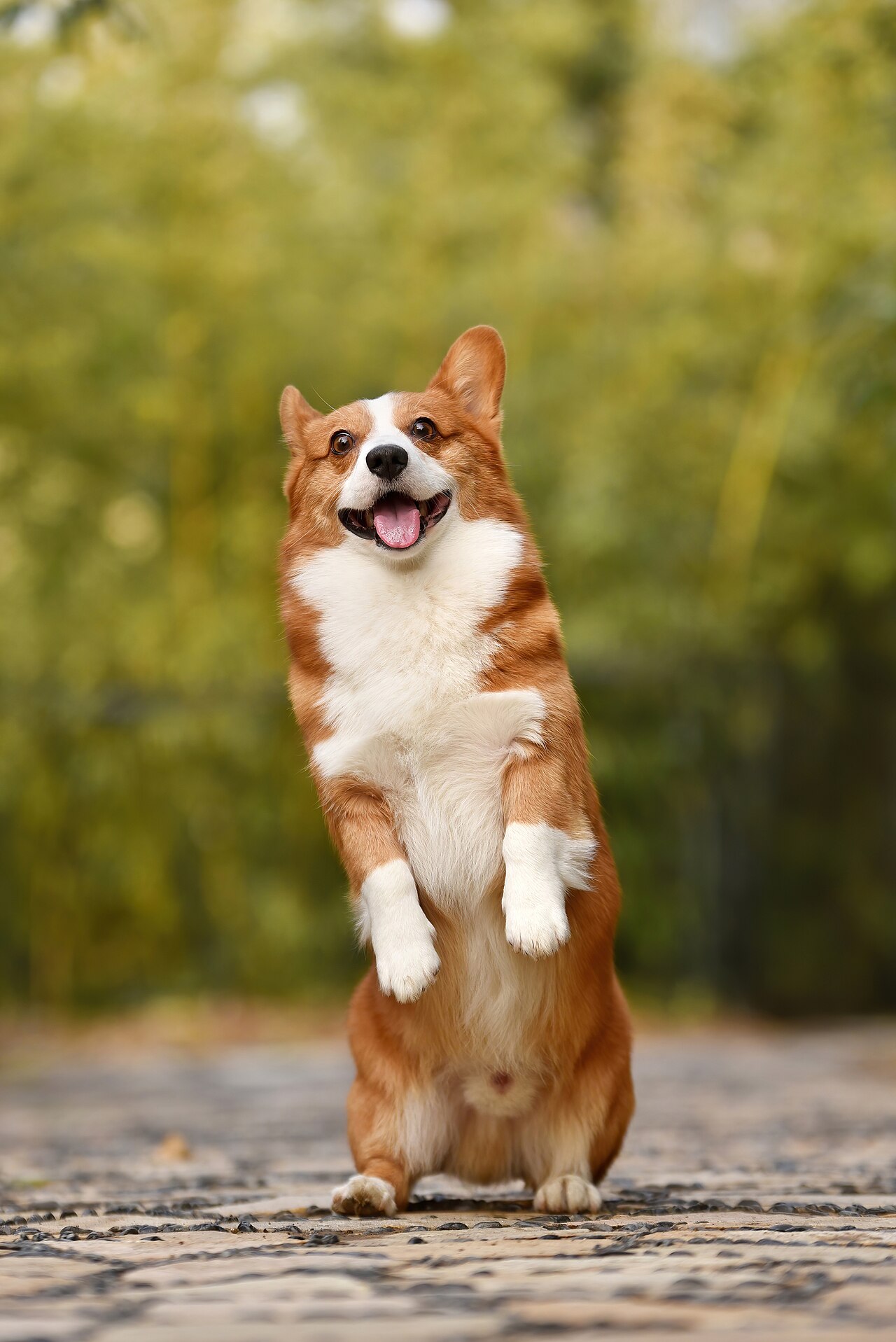 Why Do Corgis Have Short Legs? The Herding Truth