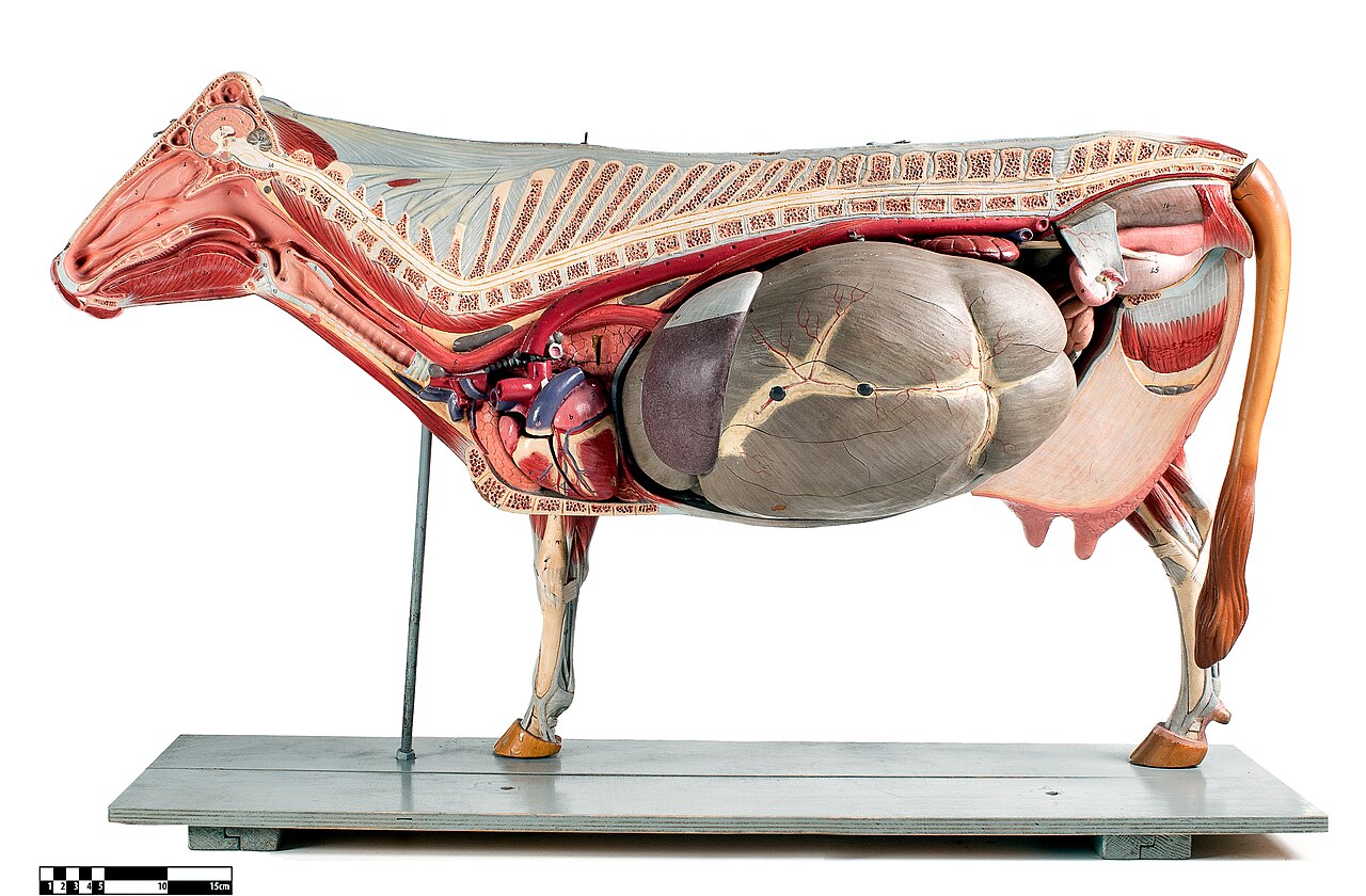 Why Do Cows Have Four Stomachs: The Real Reason
