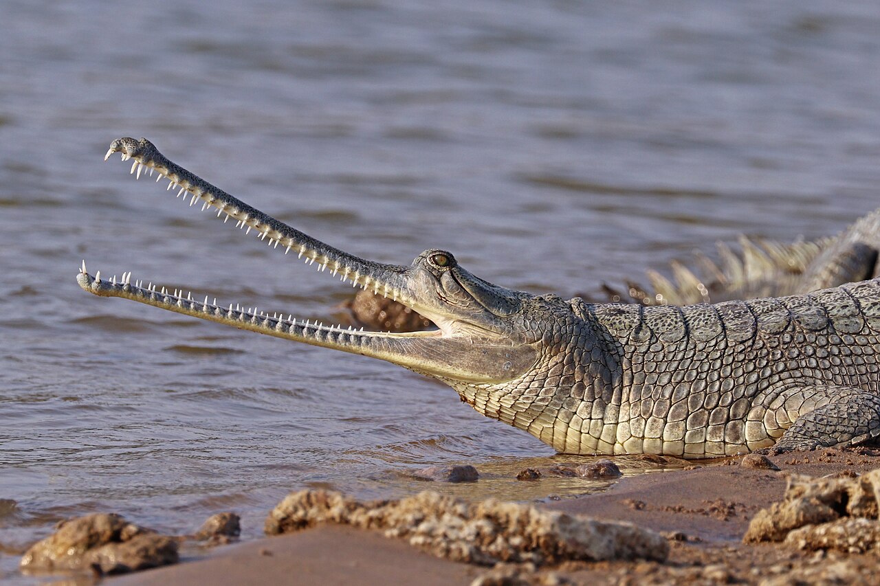 Why Do Crocodiles Cry While Eating? The Real Truth
