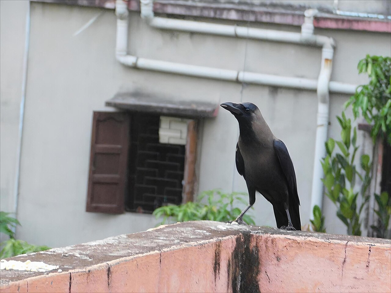 Why Do Crows Gather in Large Groups? The Murder Truth