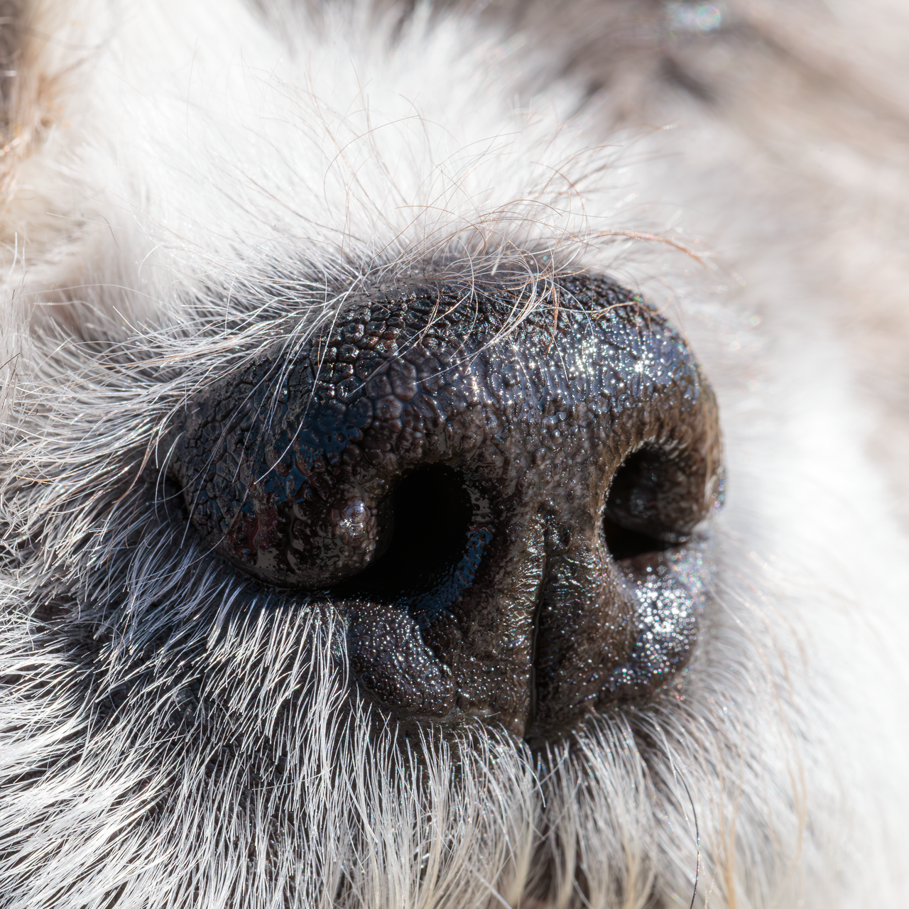 Why Do Dogs Have Wet Noses? The Surprising Health Truth